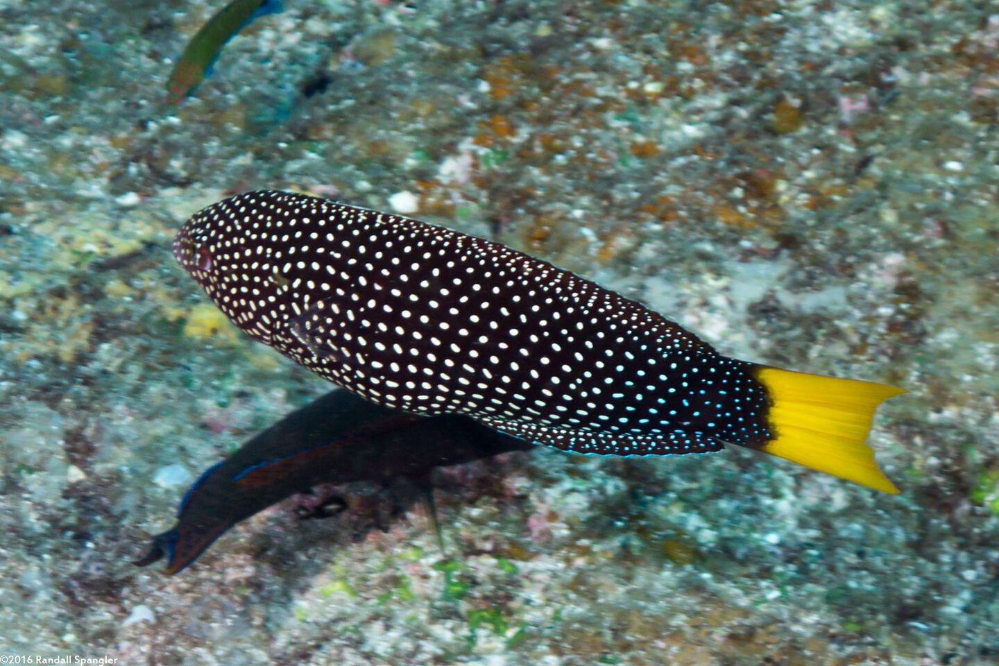 Anampses meleagrides (Yellowtail Wrasse)