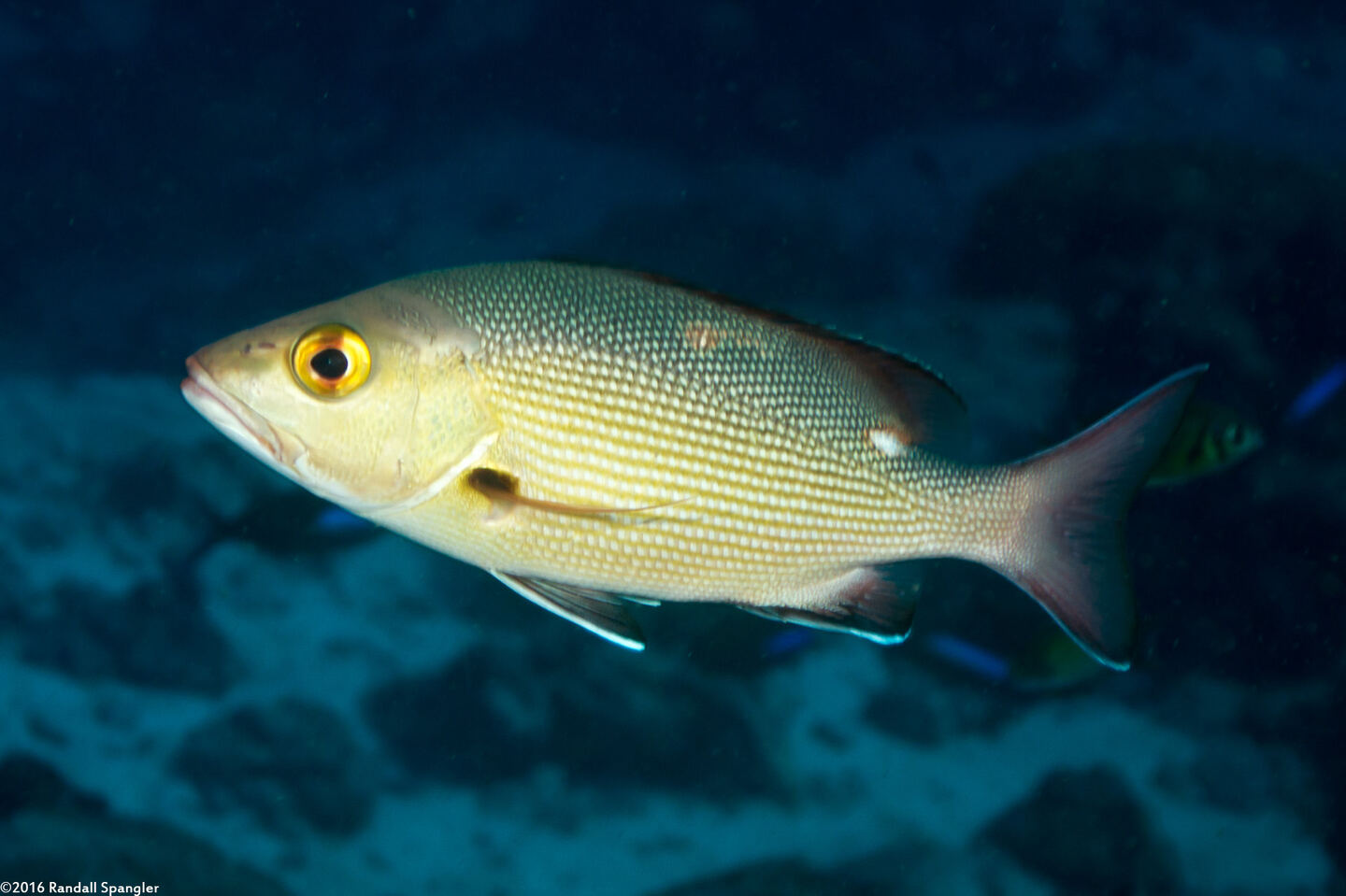 Lutjanus bohar (Red Snapper)