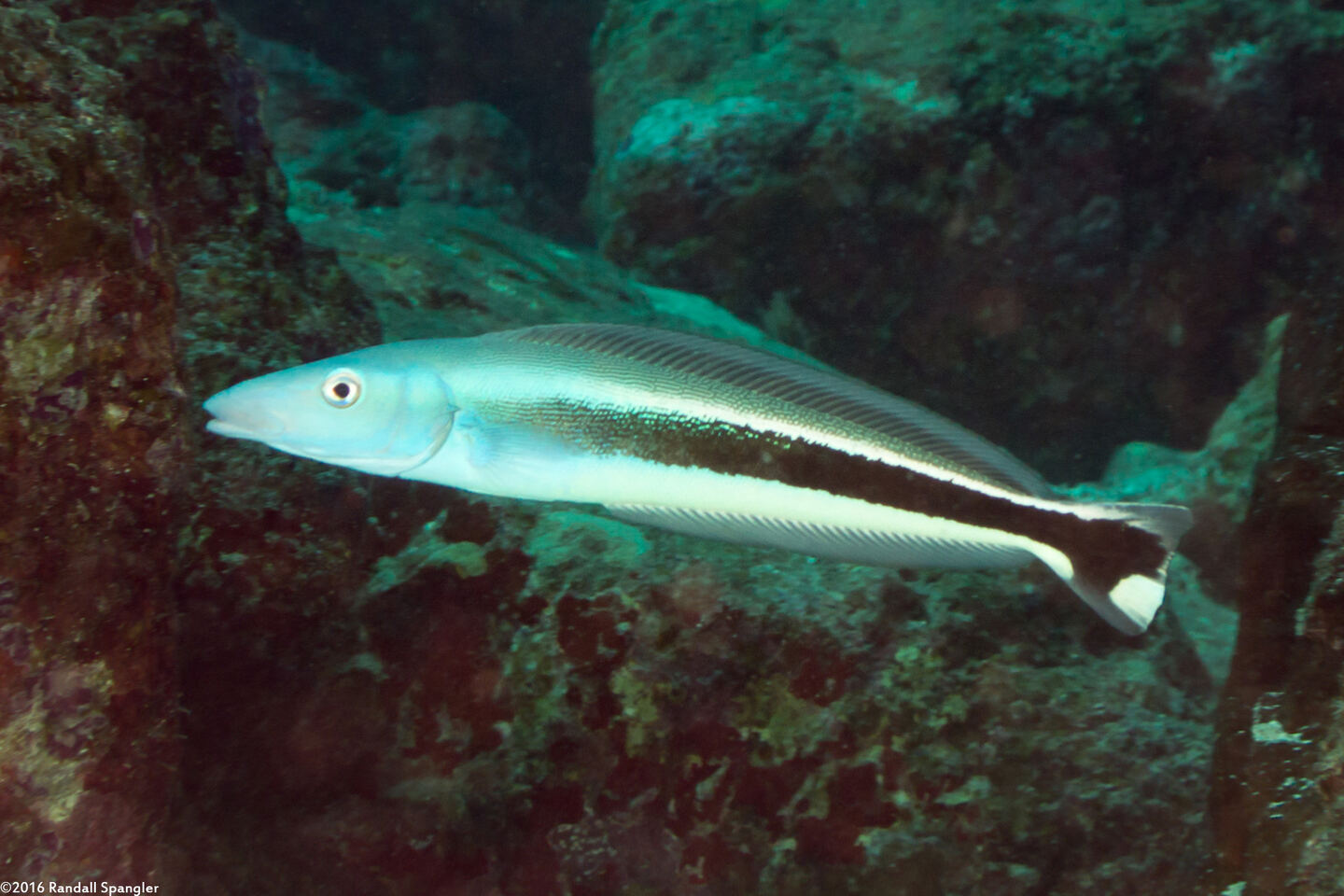 Malacanthus latovittatus (Blue Blanquillo)