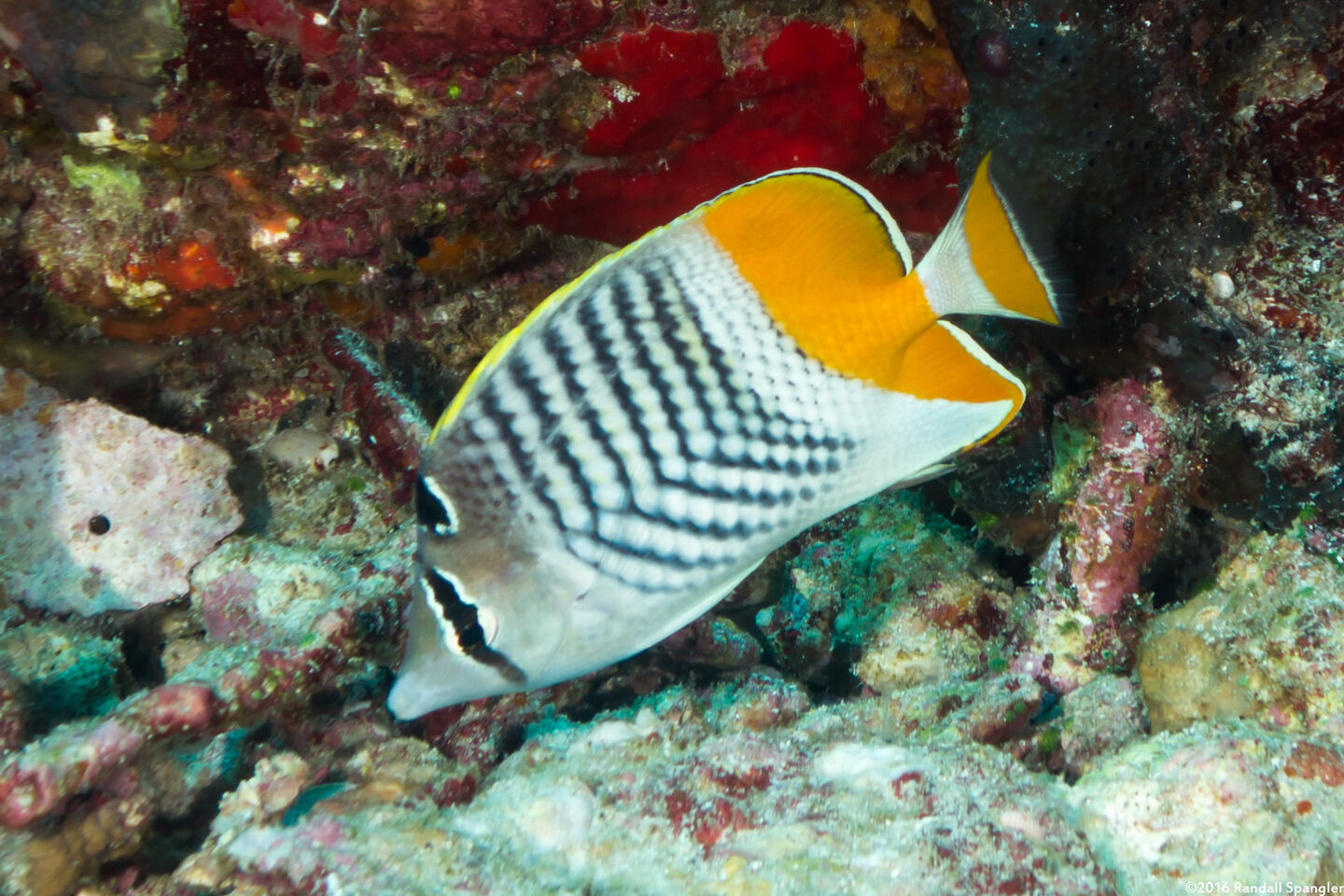 Chaetodon xanthurus (Crosshatch Butterflyfish)