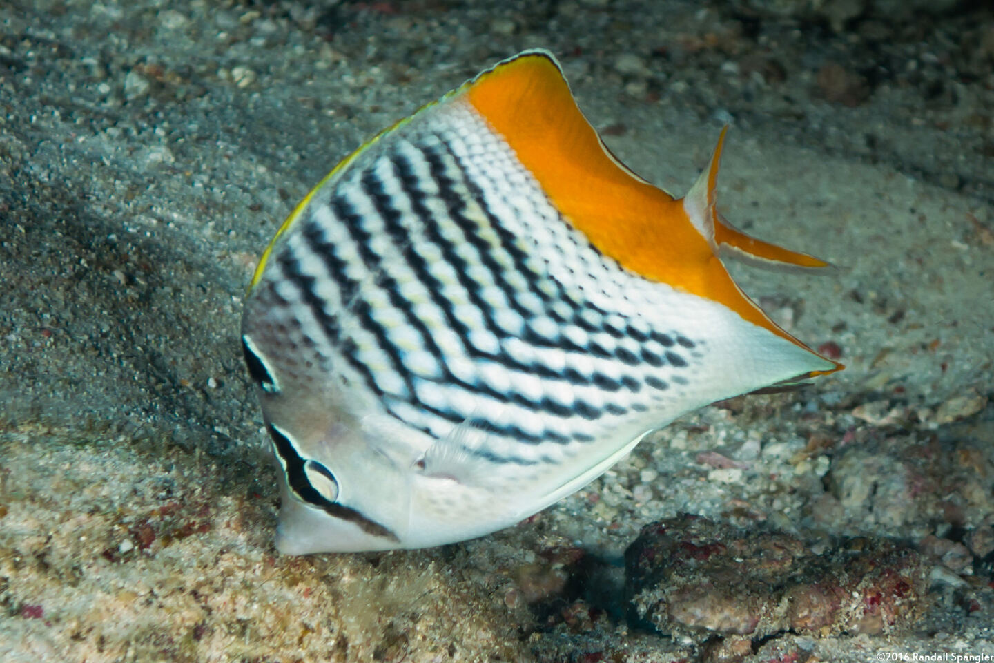 Chaetodon xanthurus (Crosshatch Butterflyfish)