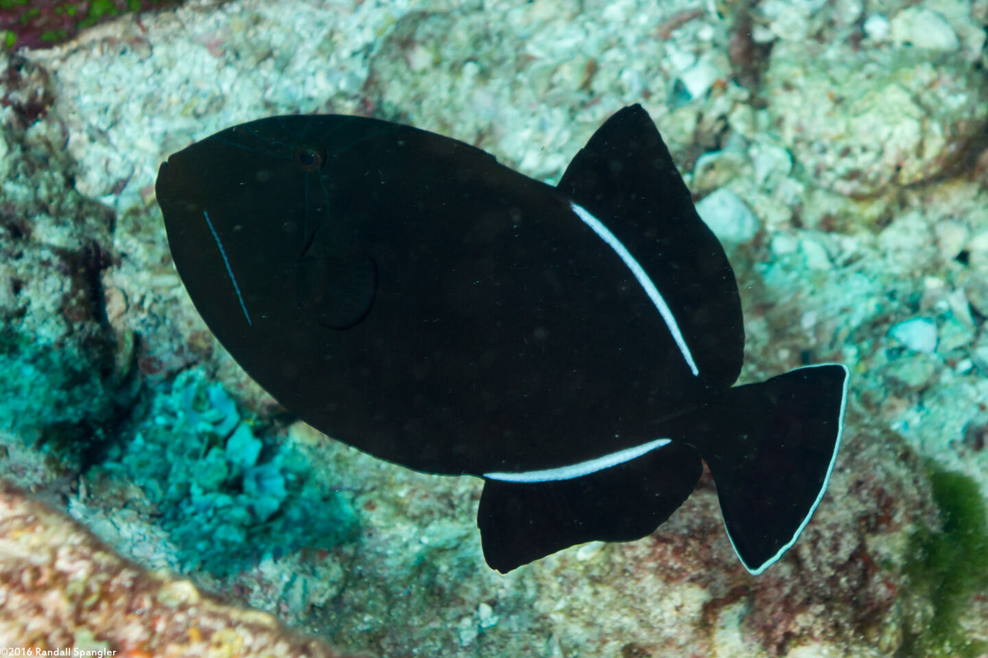 Melichthys indicus (Indian Triggerfish)