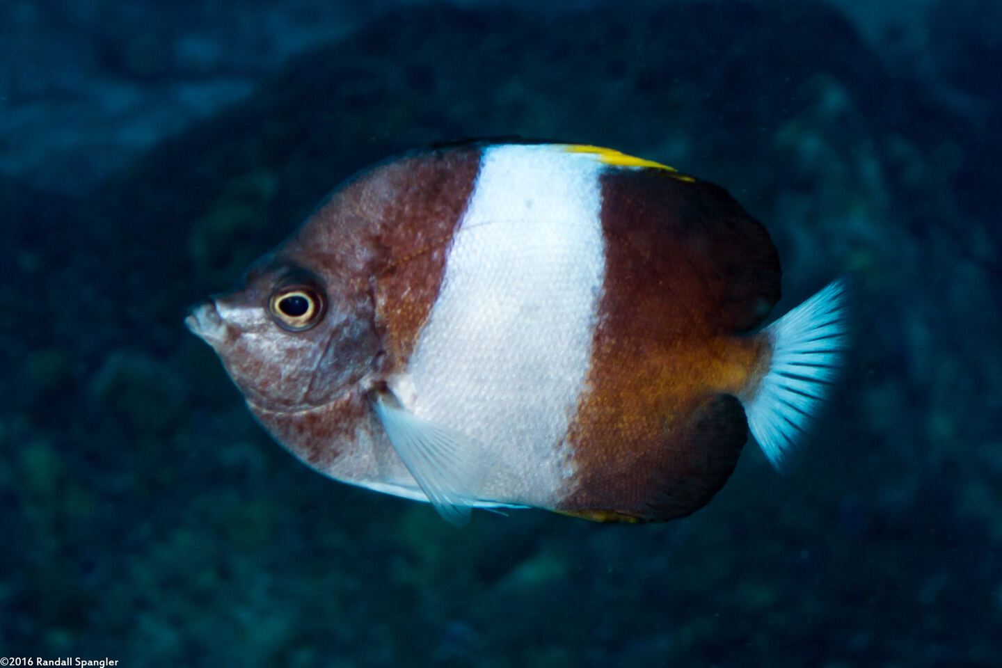 Hemitaurichthys zoster (Black Pyramid Butterflyfish)