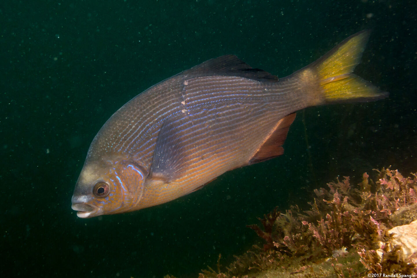 Embiotoca lateralis (Striped Seaperch)