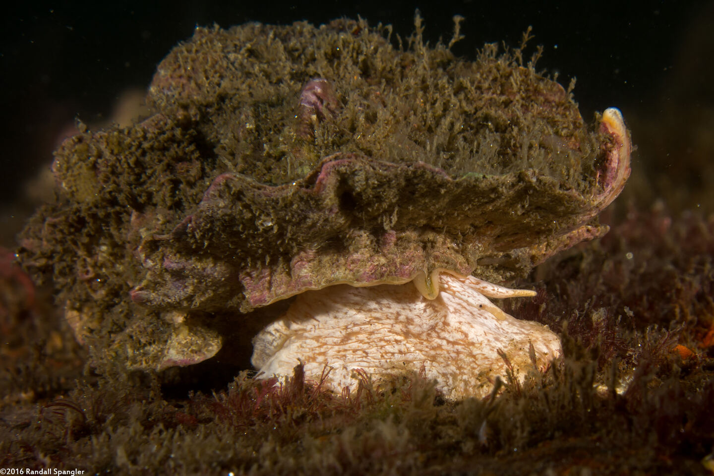 Ceratostoma foliatum (Leafy Hornmouth)