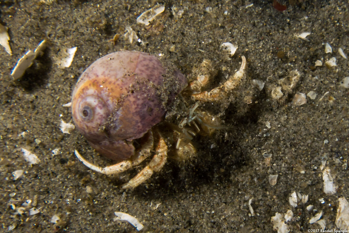 Isocheles pilosus (Moonsnail Hermit Crab)