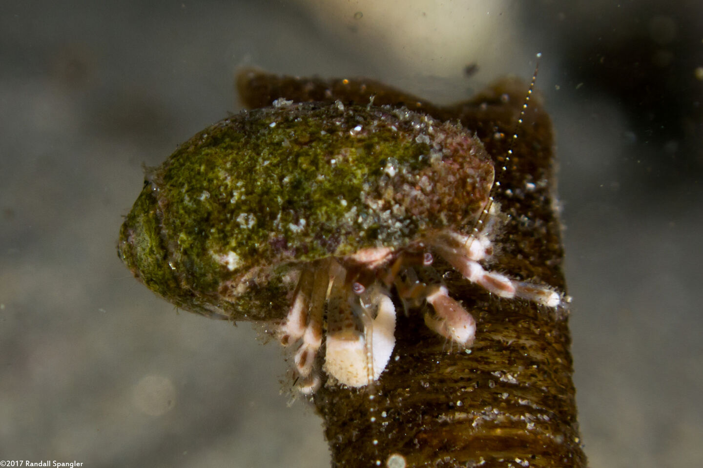 Pagurus hirsutiusculus (Hairy Hermit Crab)