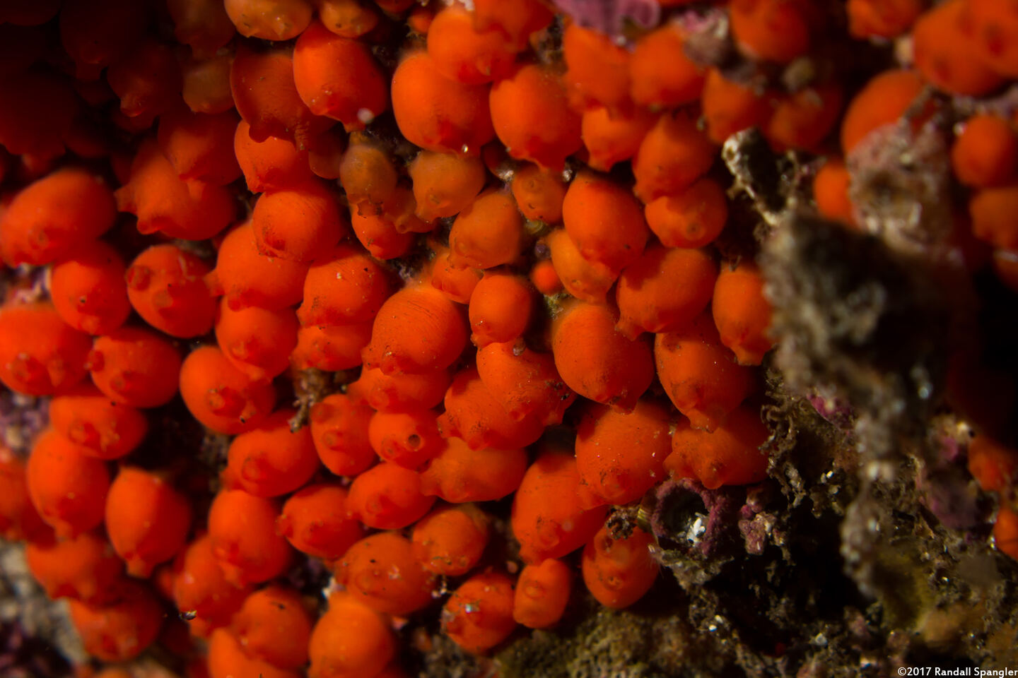 Metandrocarpa taylori (Metandrocarpa Taylori)