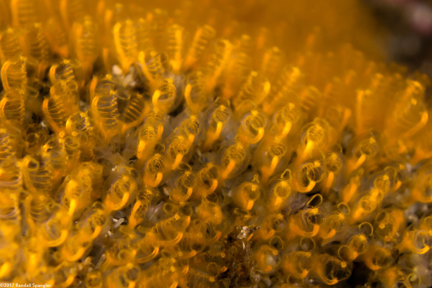 Pycnoclavella stanleyi (Pycnoclavella Stanleyi)