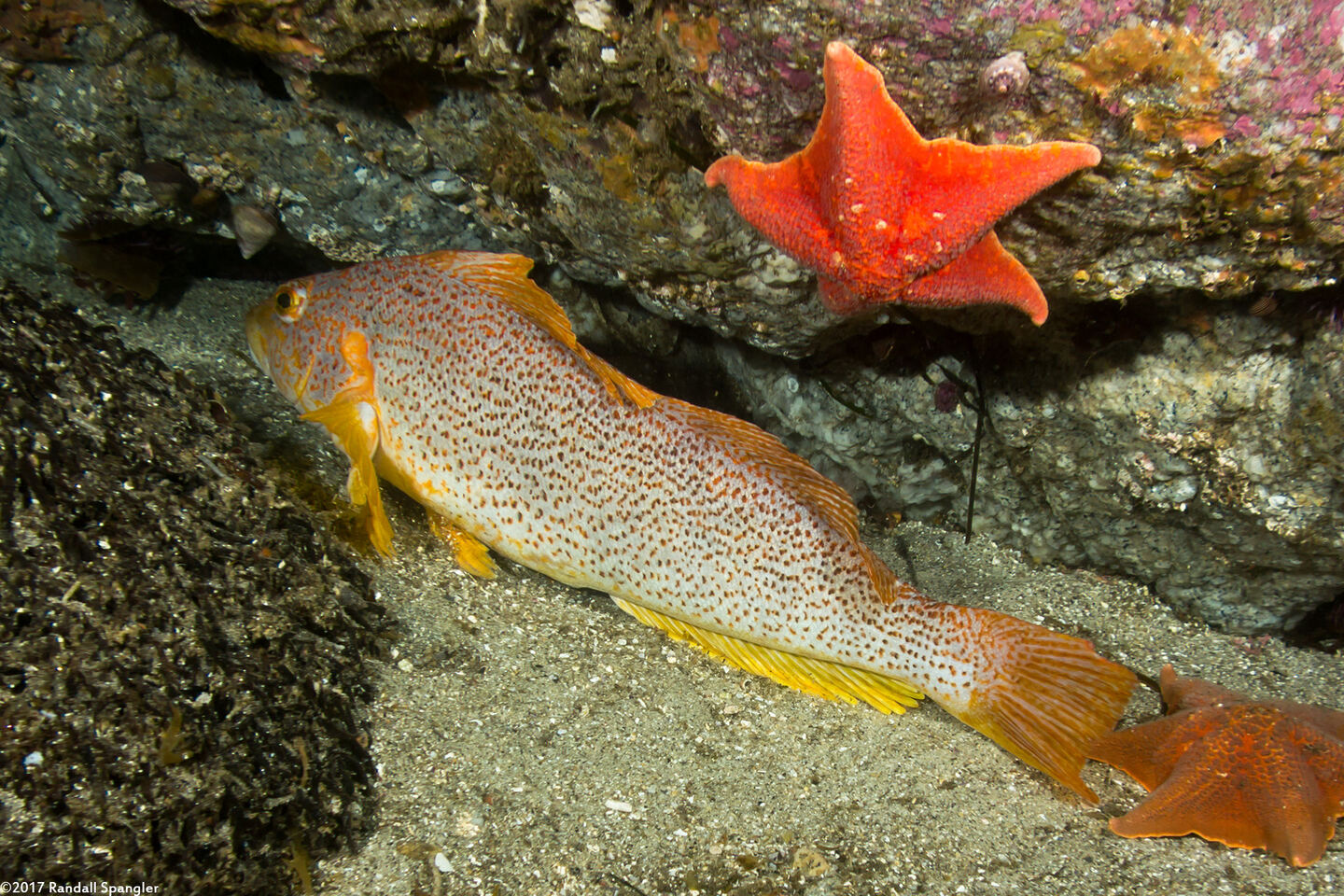 Hexagrammos decagrammus (Kelp Greenling)