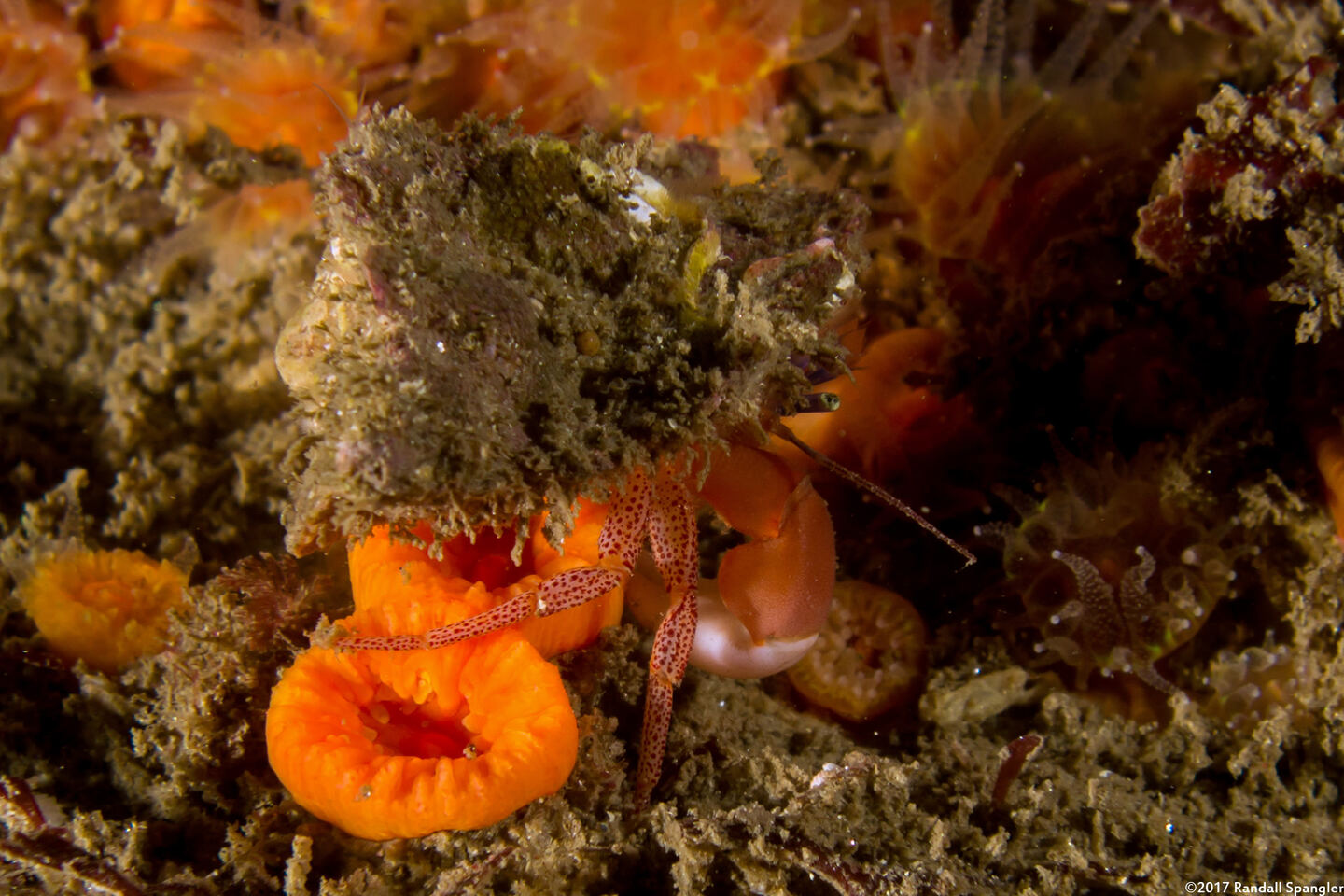 Pagurus retrorsimanus (Pagurus Retrorsimanus)