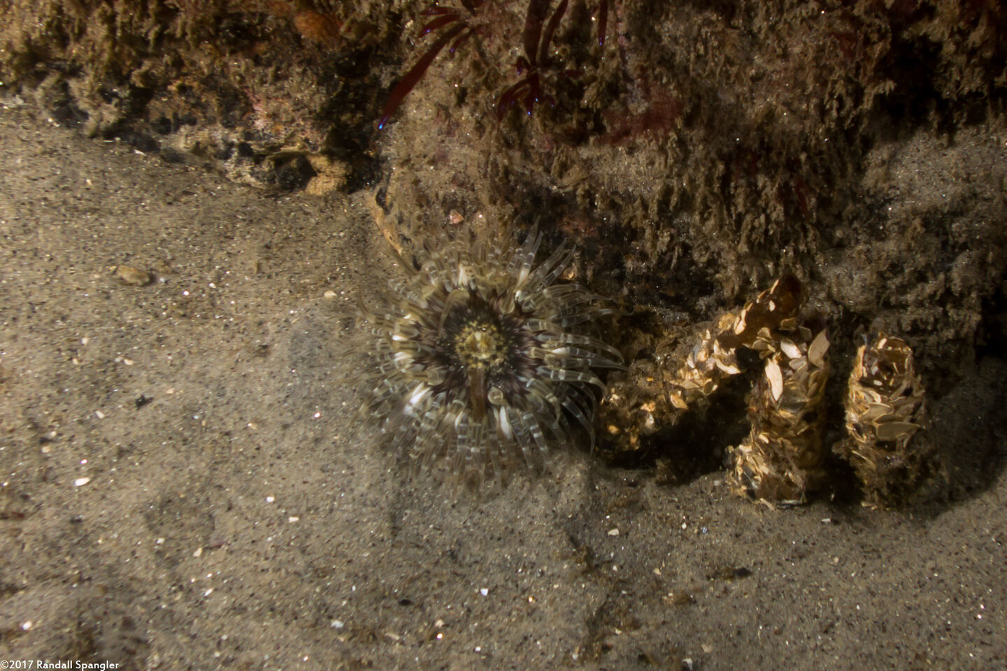 Anthopleura artemisia (Moonglow Anemone)