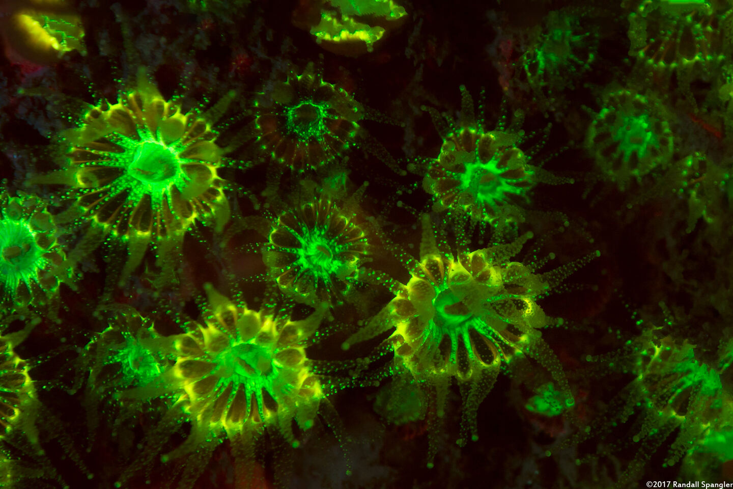 Astrangia haimei (Astrangia Haimei)