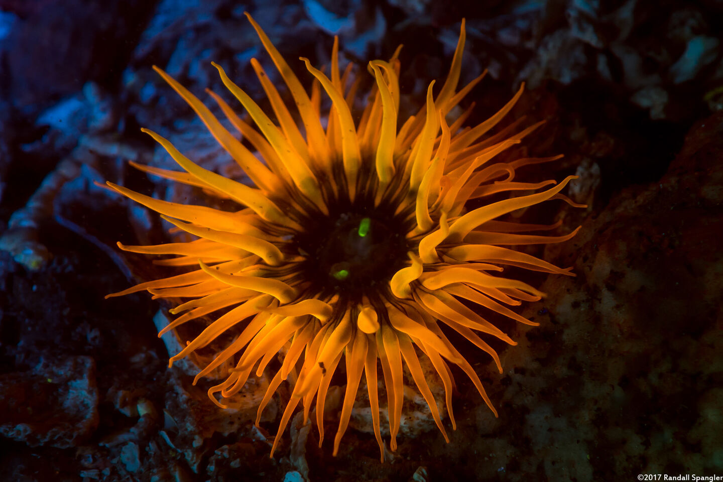 Anthopleura artemisia (Moonglow Anemone)
