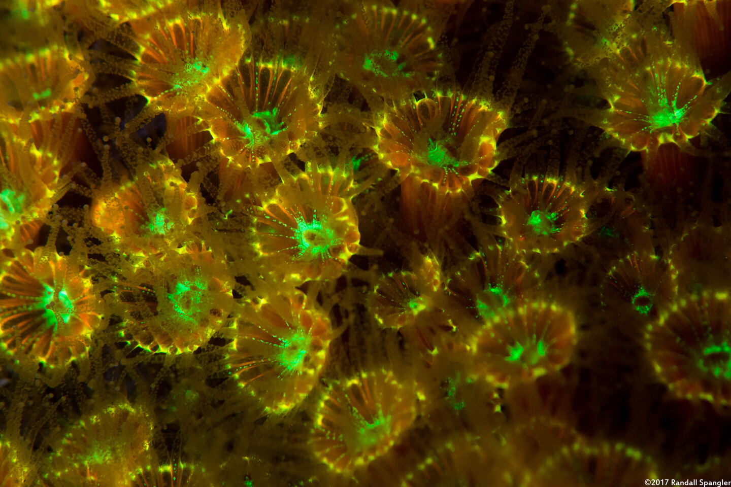 Astrangia haimei (Astrangia Haimei)