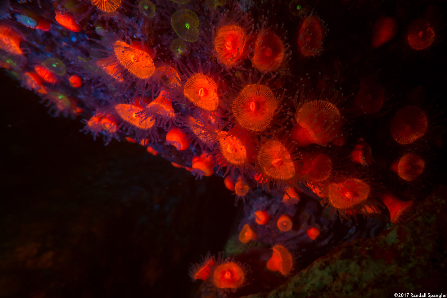 Corynactis californica (Club-Tipped Anemone)