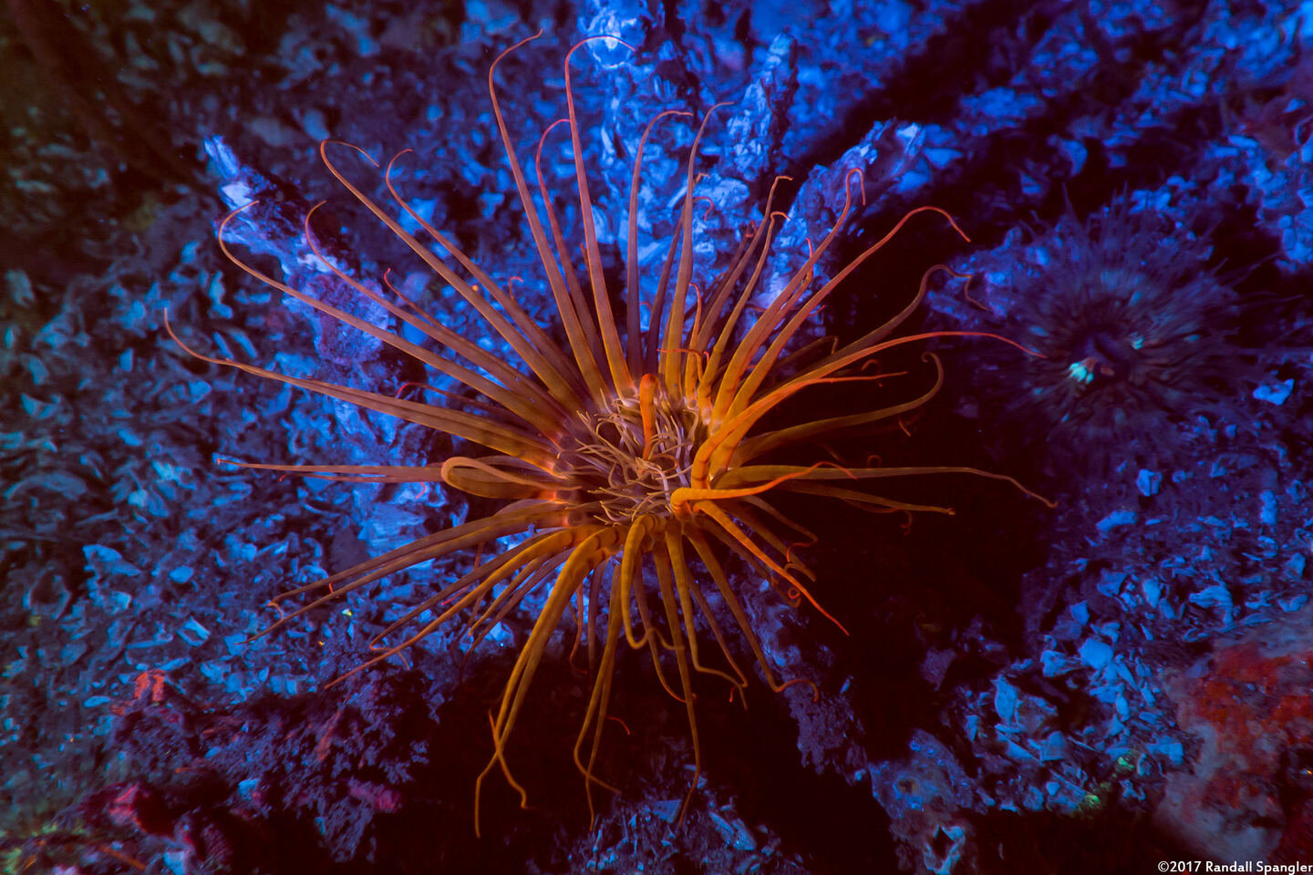 Pachycerianthus fimbriatus (Tube-Dwelling Anemone)