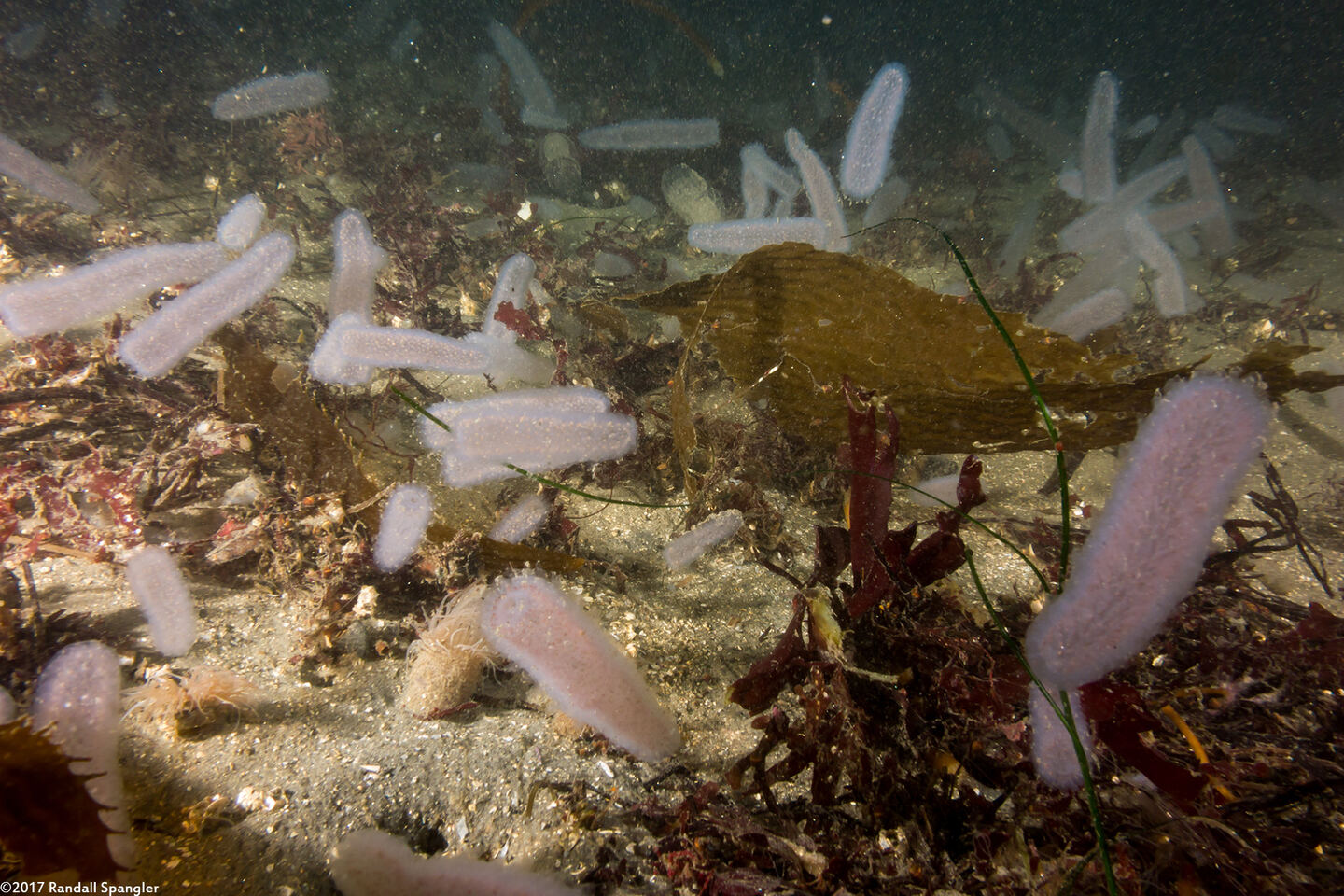 Pyrosoma atlanticum (Pyrosome)