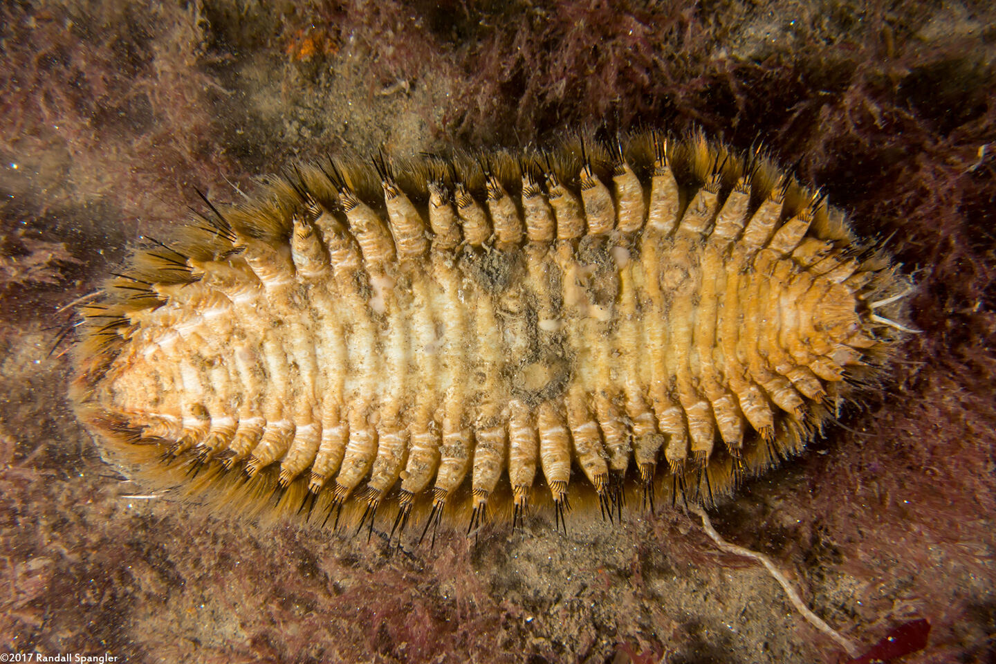 Aphrodita japonica (Sea Mouse); Underside