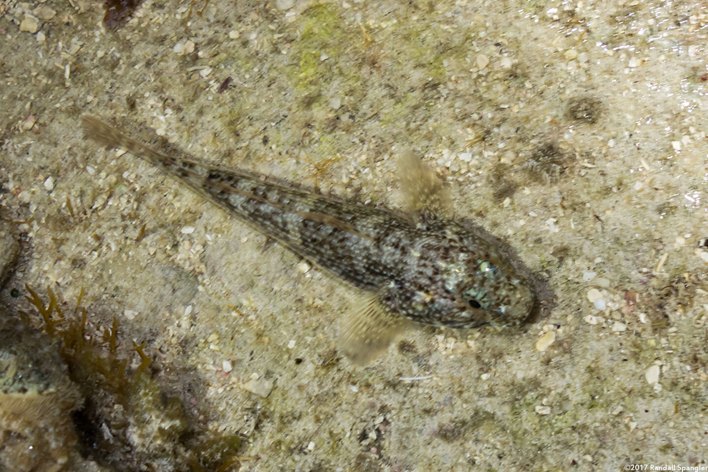Ctenogobius stigmaturus (Spottail Goby)