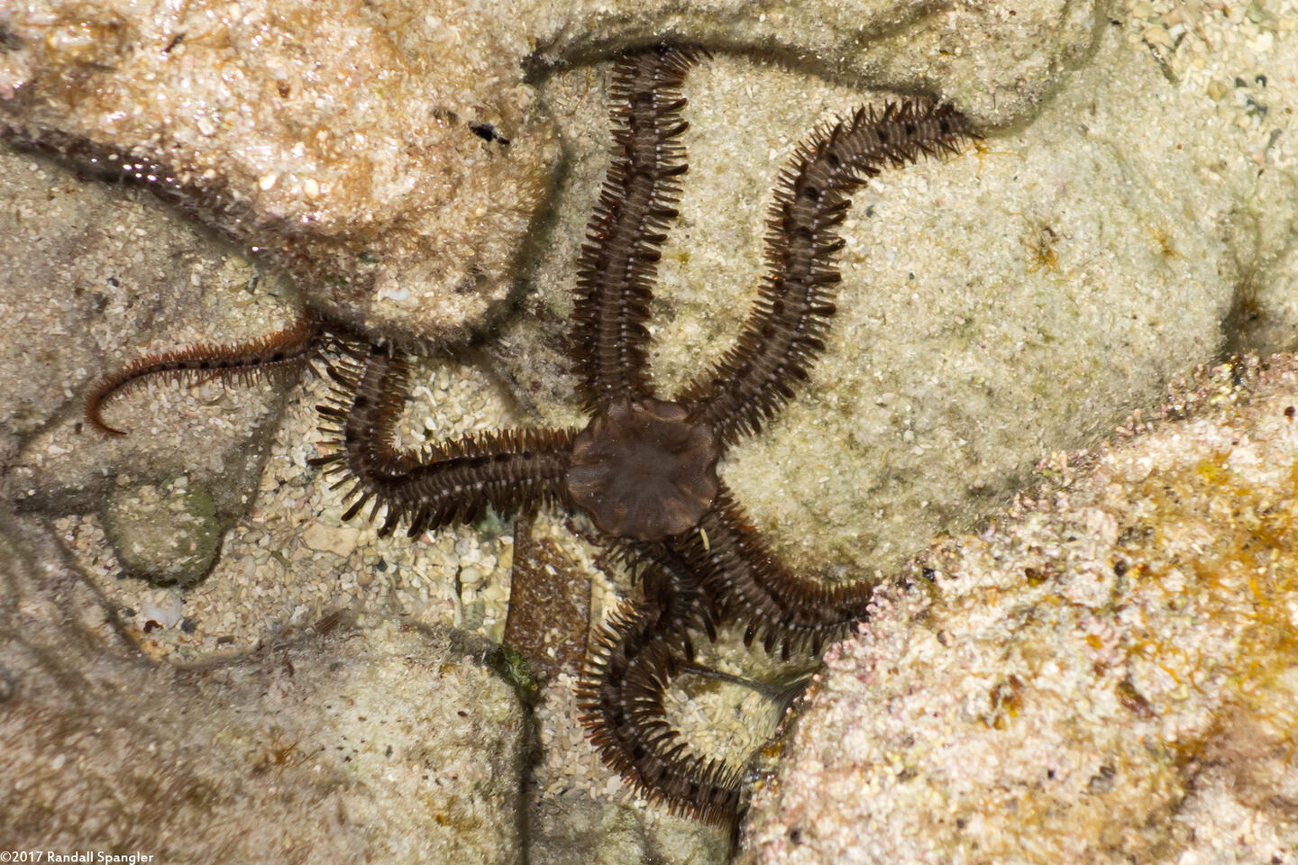 Ophiocoma echinata (Blunt-Spined Brittle Star)