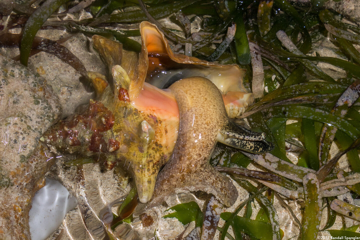 Aliger gigas (Queen Conch)