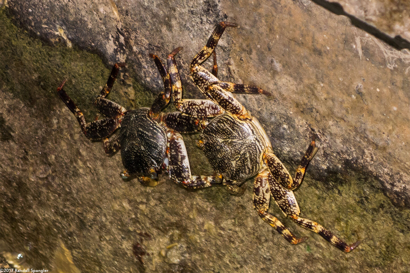 Plagusia depressa (Tidal Spray Crab)