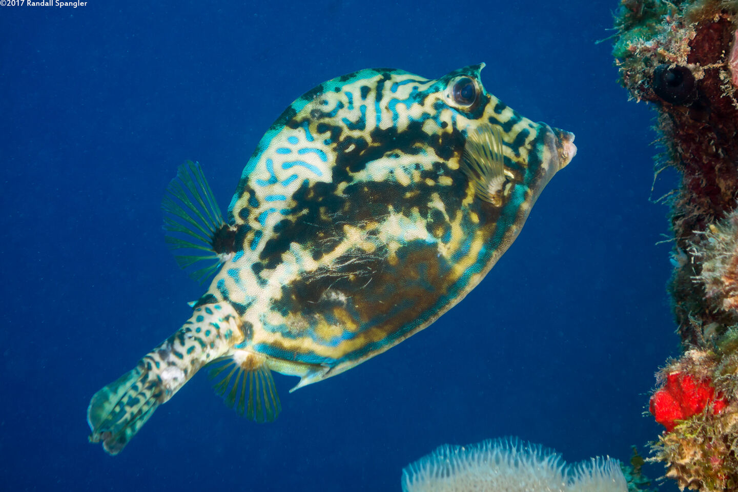 Acanthostracion quadricornis (Scrawled Cowfish)