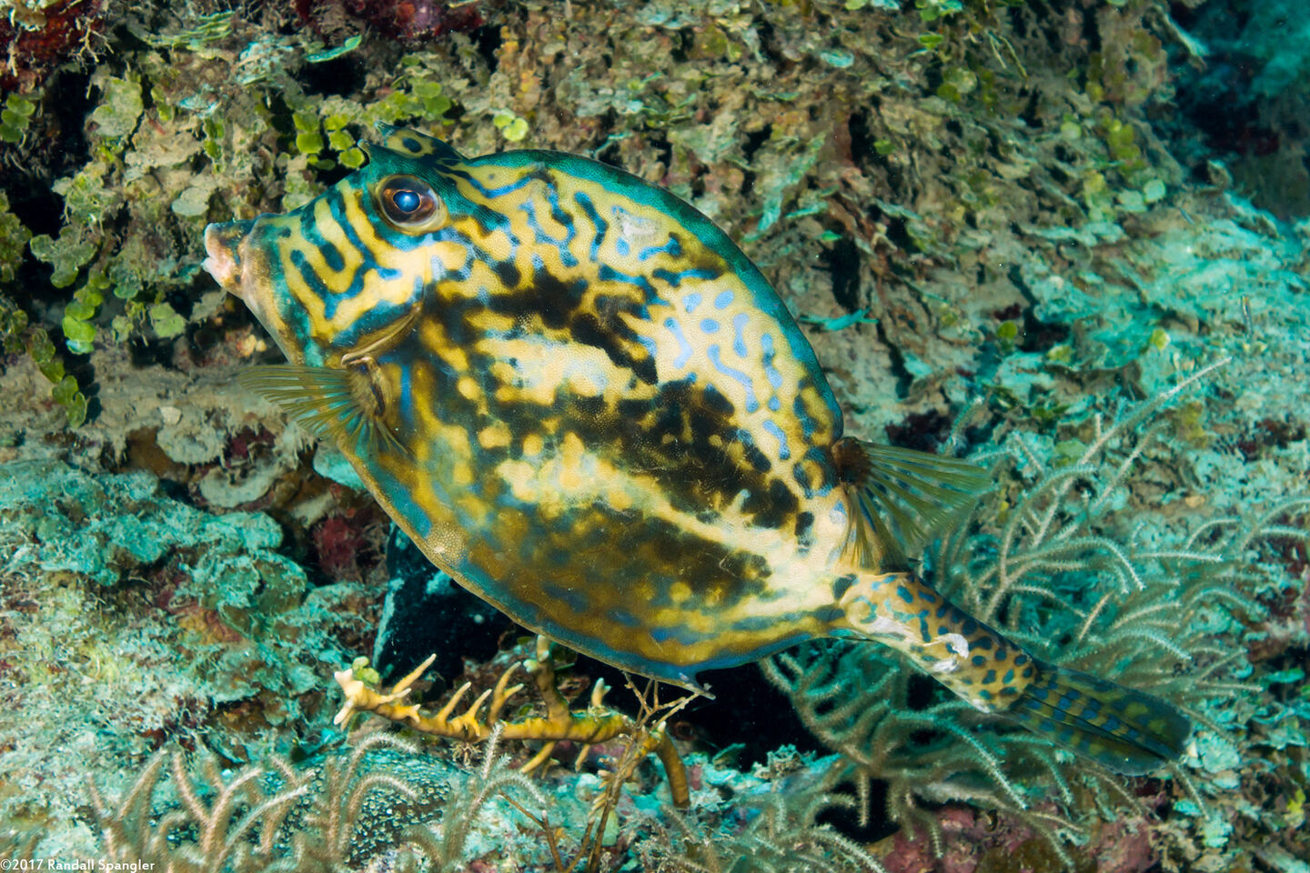 Acanthostracion quadricornis (Scrawled Cowfish)