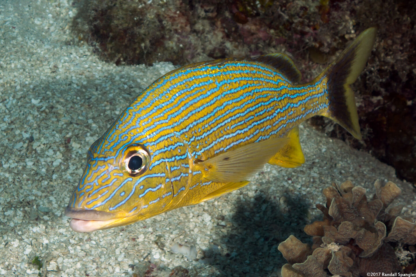 Haemulon sciurus (Bluestriped Grunt)