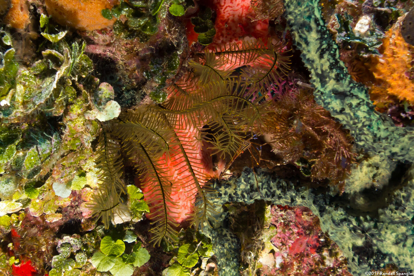 Davidaster rubiginosus (Golden Crinoid)