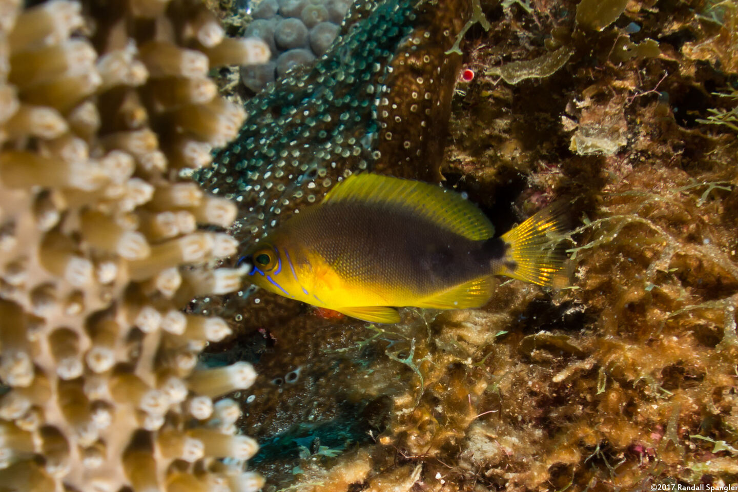 Hypoplectrus guttavarius (Shy Hamlet)