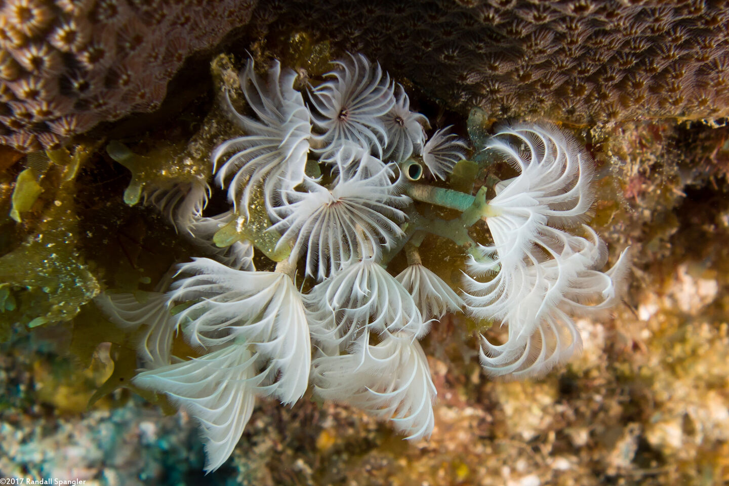 Bispira brunnea (Social Feather Duster)