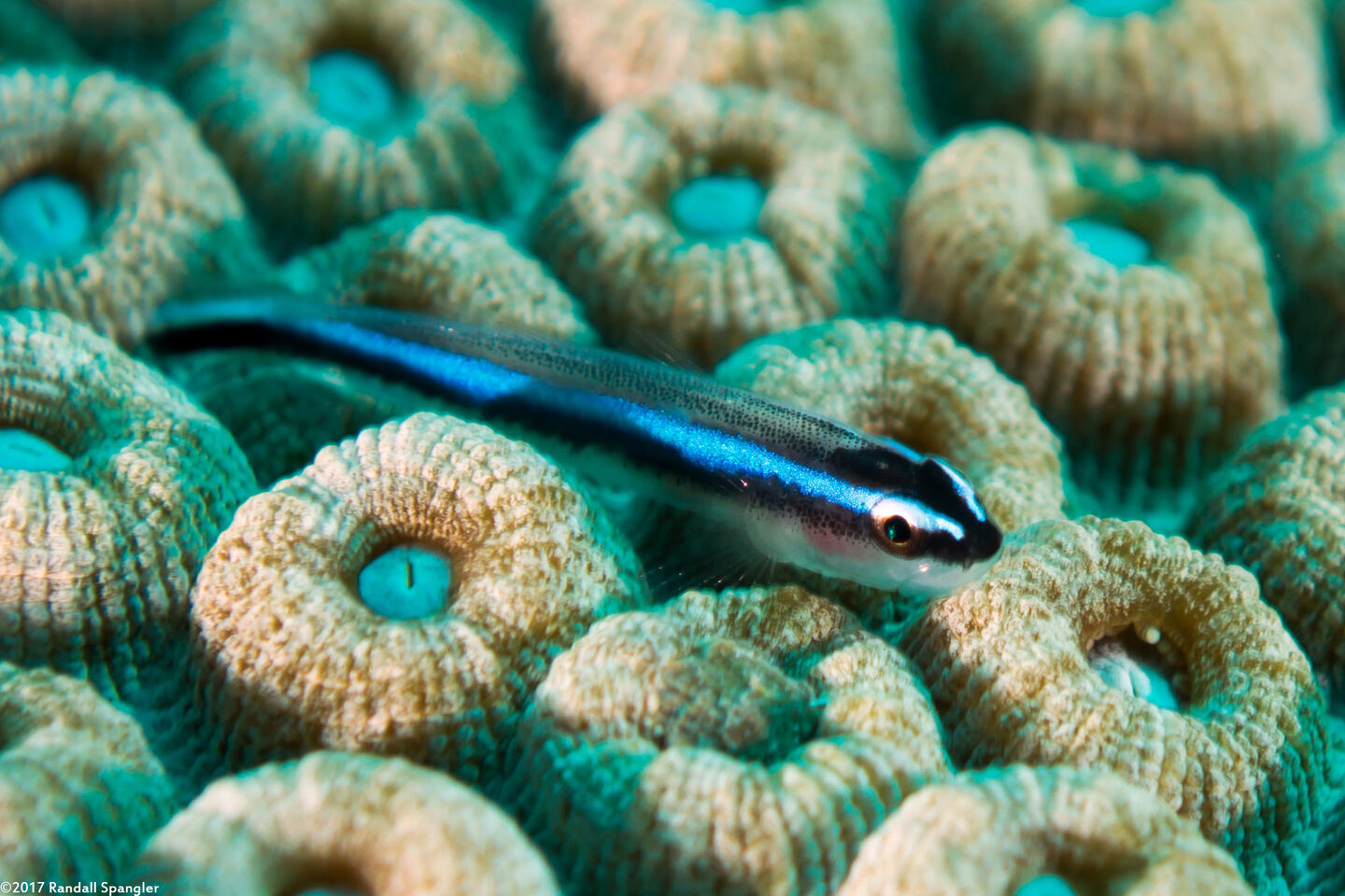 Elacatinus lobeli (Caribbean Neon Goby)