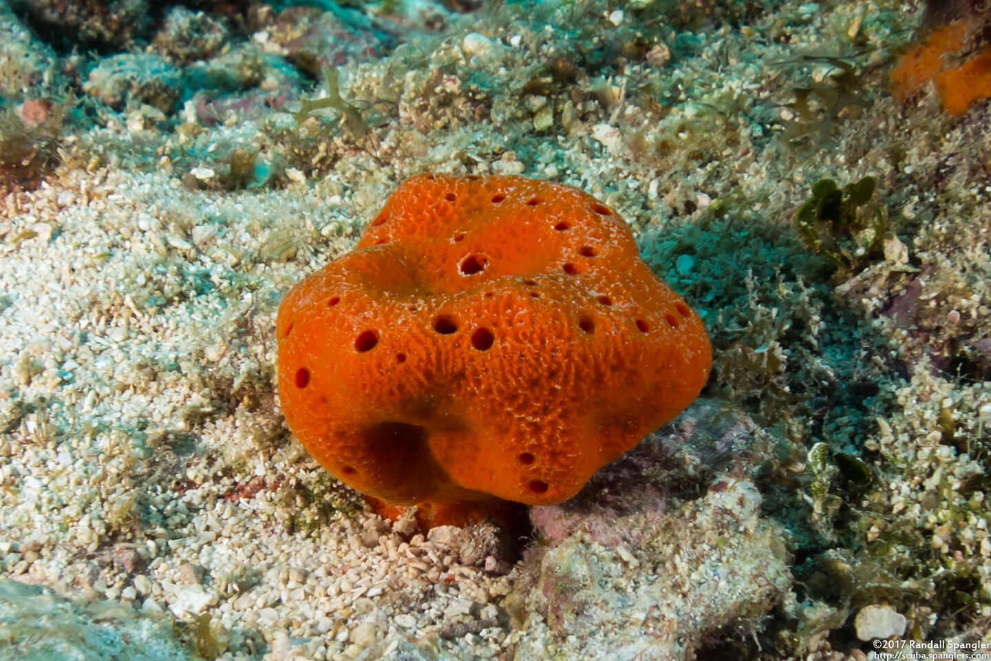 Dragmacidon lunaecharta (Flattened Rope Sponge)