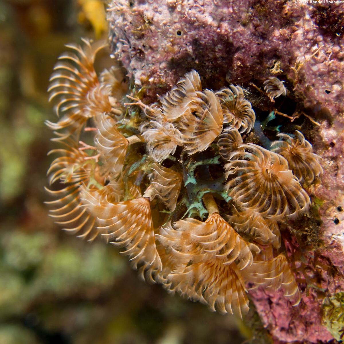 Bispira brunnea (Social Feather Duster)