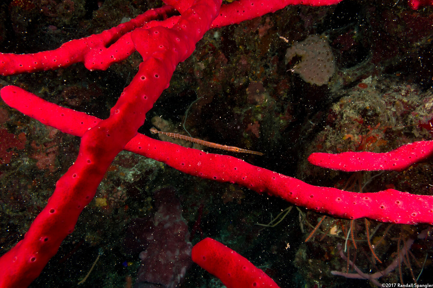 Amphimedon compressa (Erect Rope Sponge)