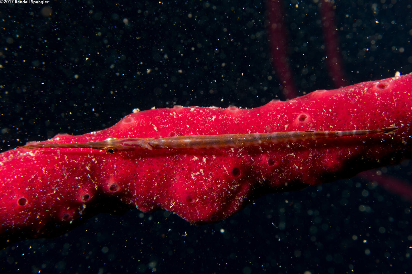 Aulostomus maculatus (Atlantic Trumpetfish)