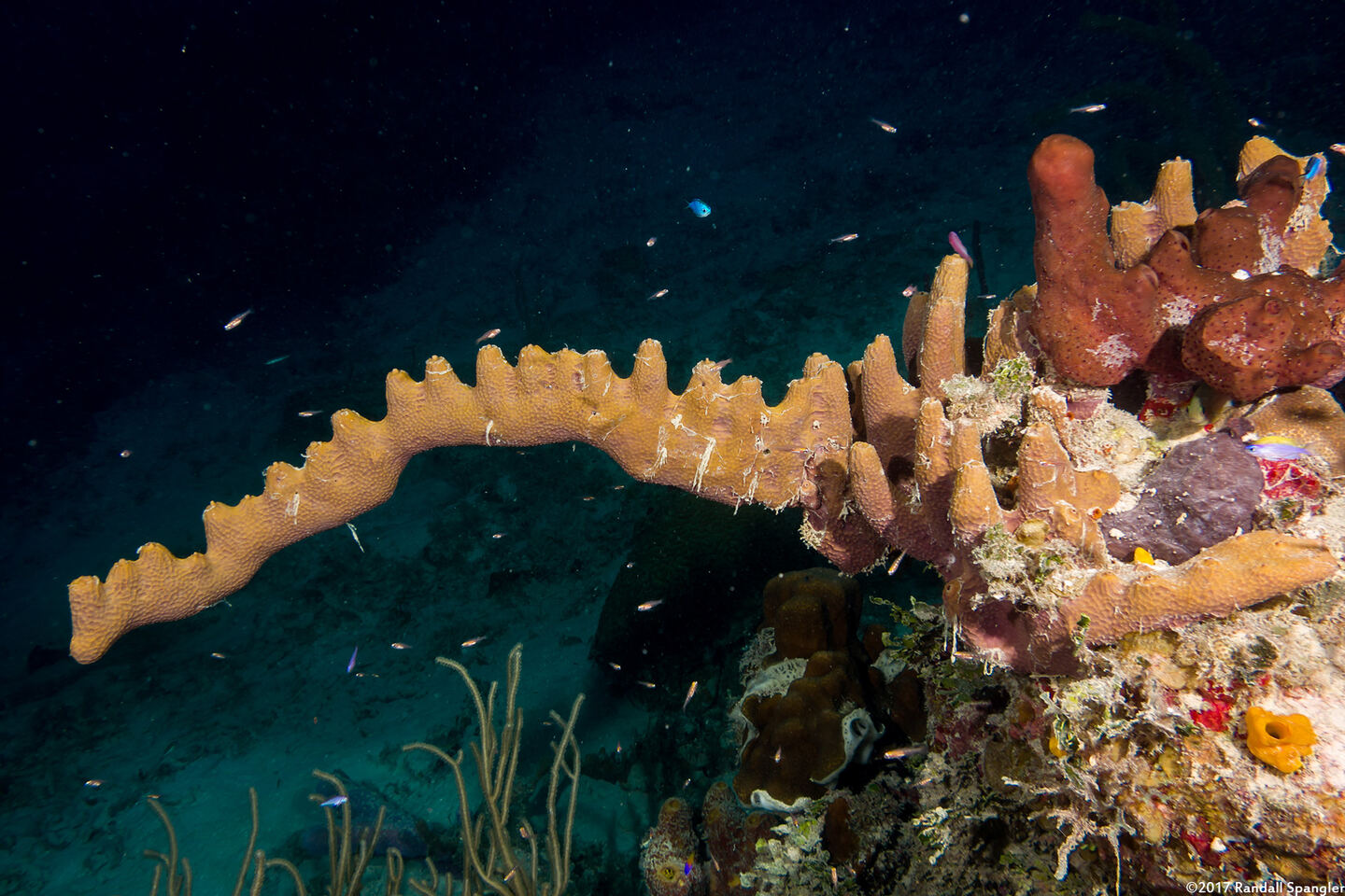 Verongula rigida (Pitted Sponge)