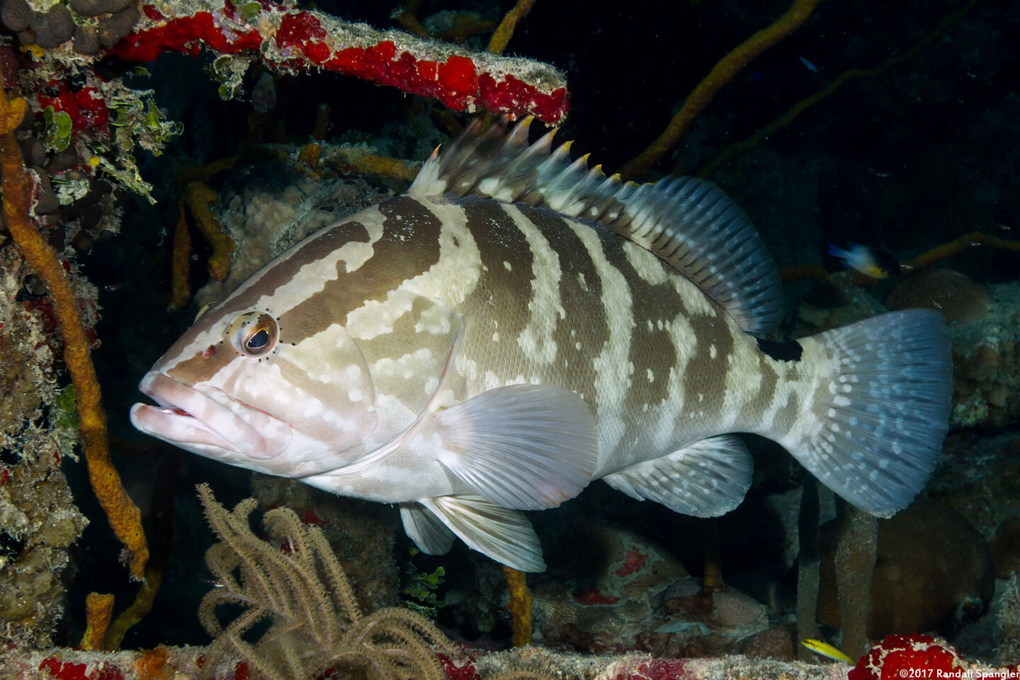 Epinephelus striatus (Nassau Grouper)