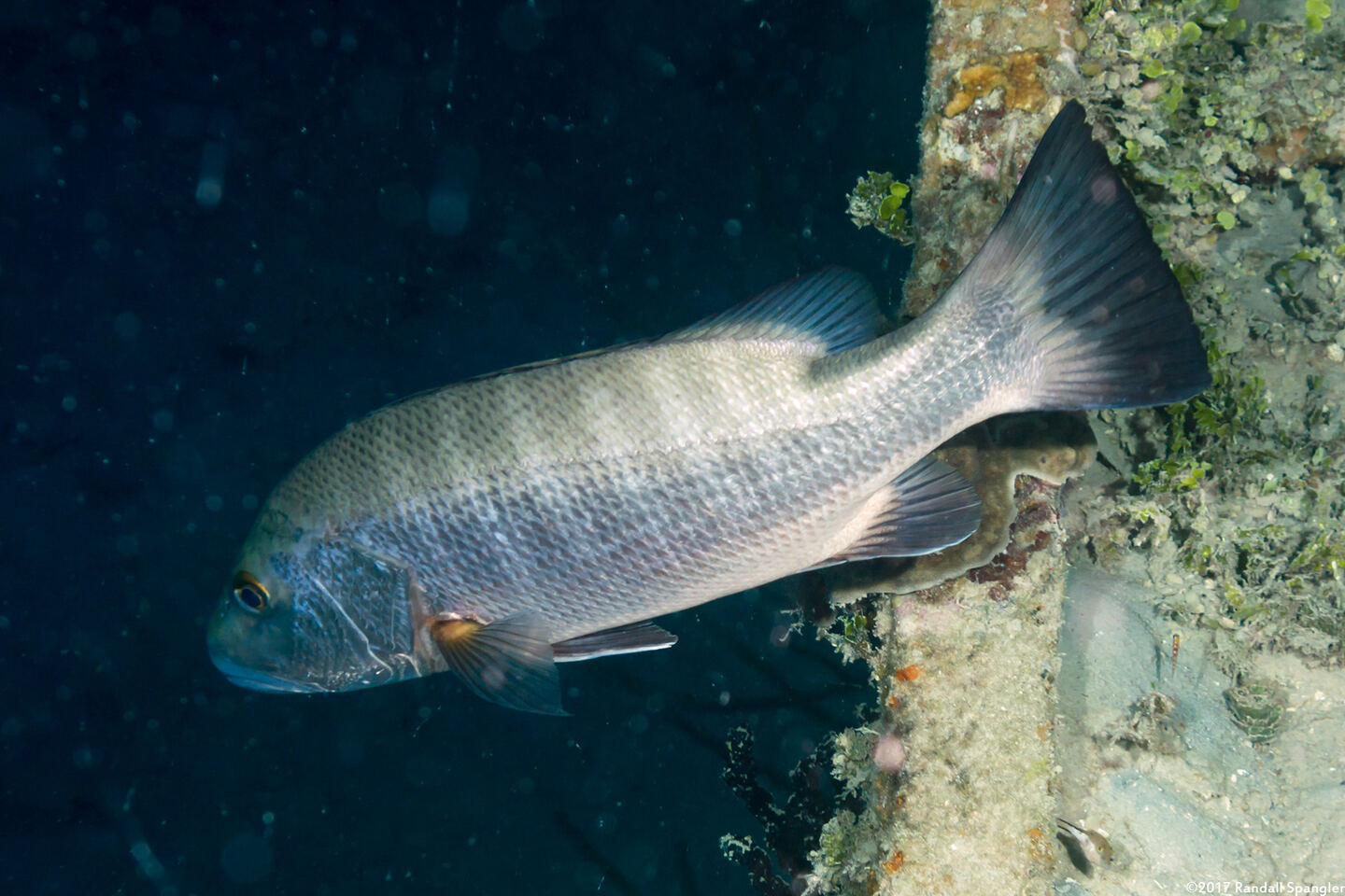 Lutjanus cyanopterus (Cubera Snapper)