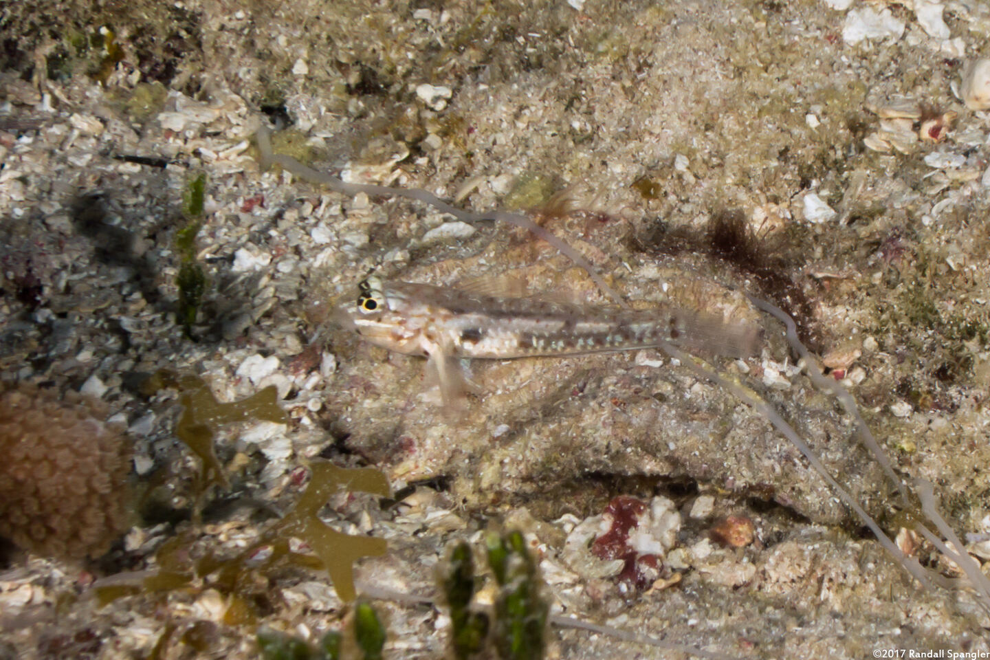 Coryphopterus venezuelae (Sand-Canyon Goby)