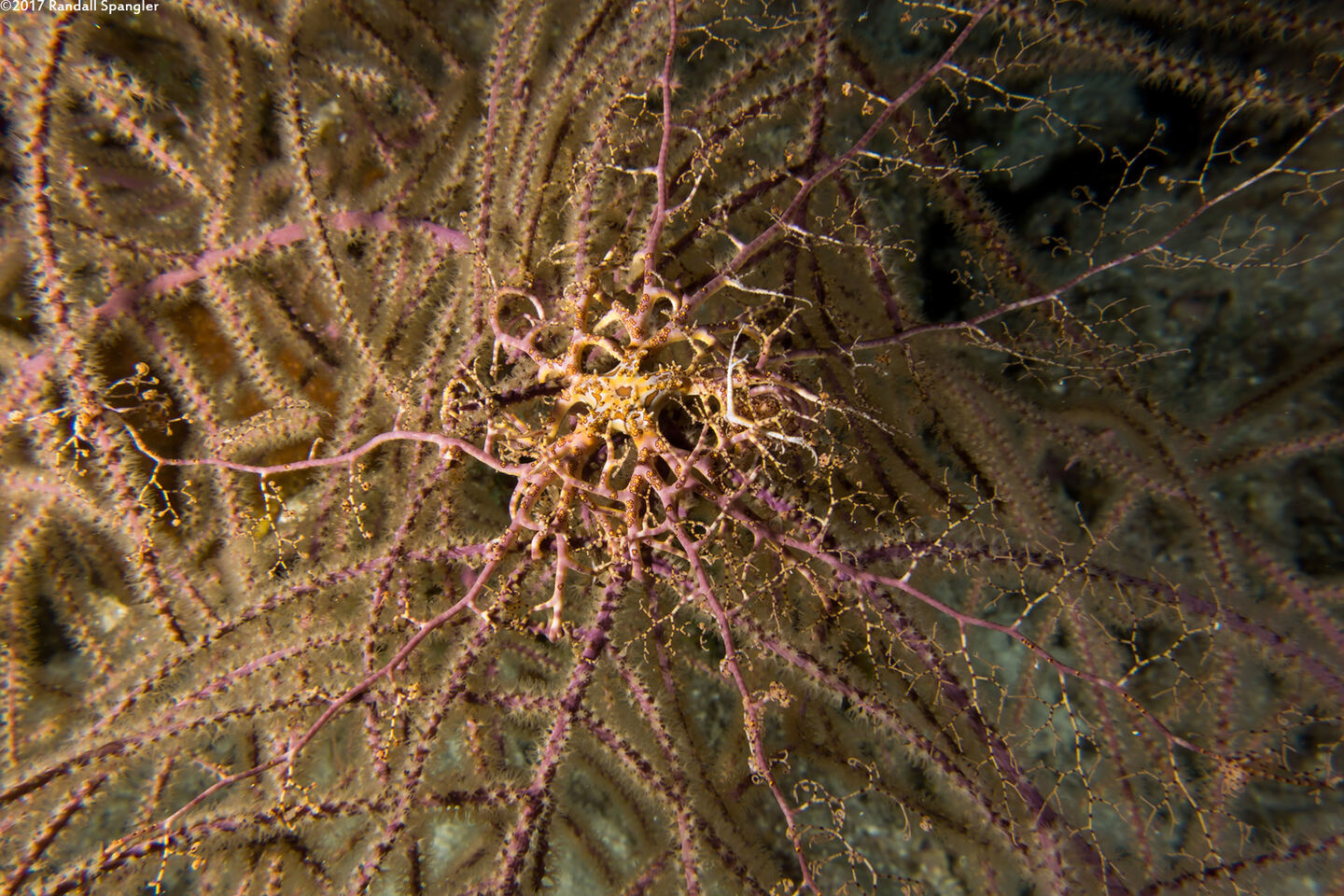 Astrophyton muricatum (Giant Basket Star)