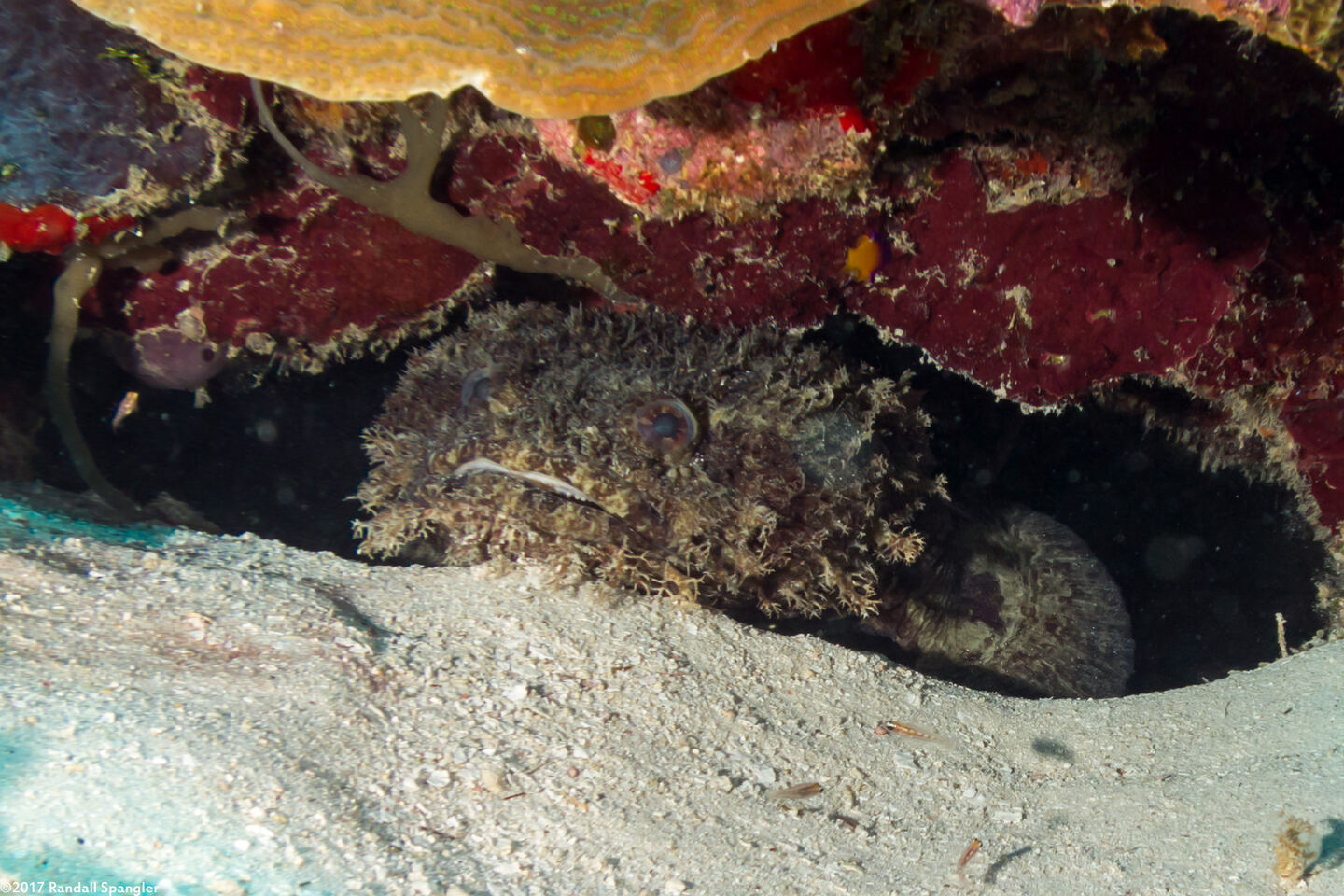 Batrachoides gilberti (Large-Eye Toadfish)