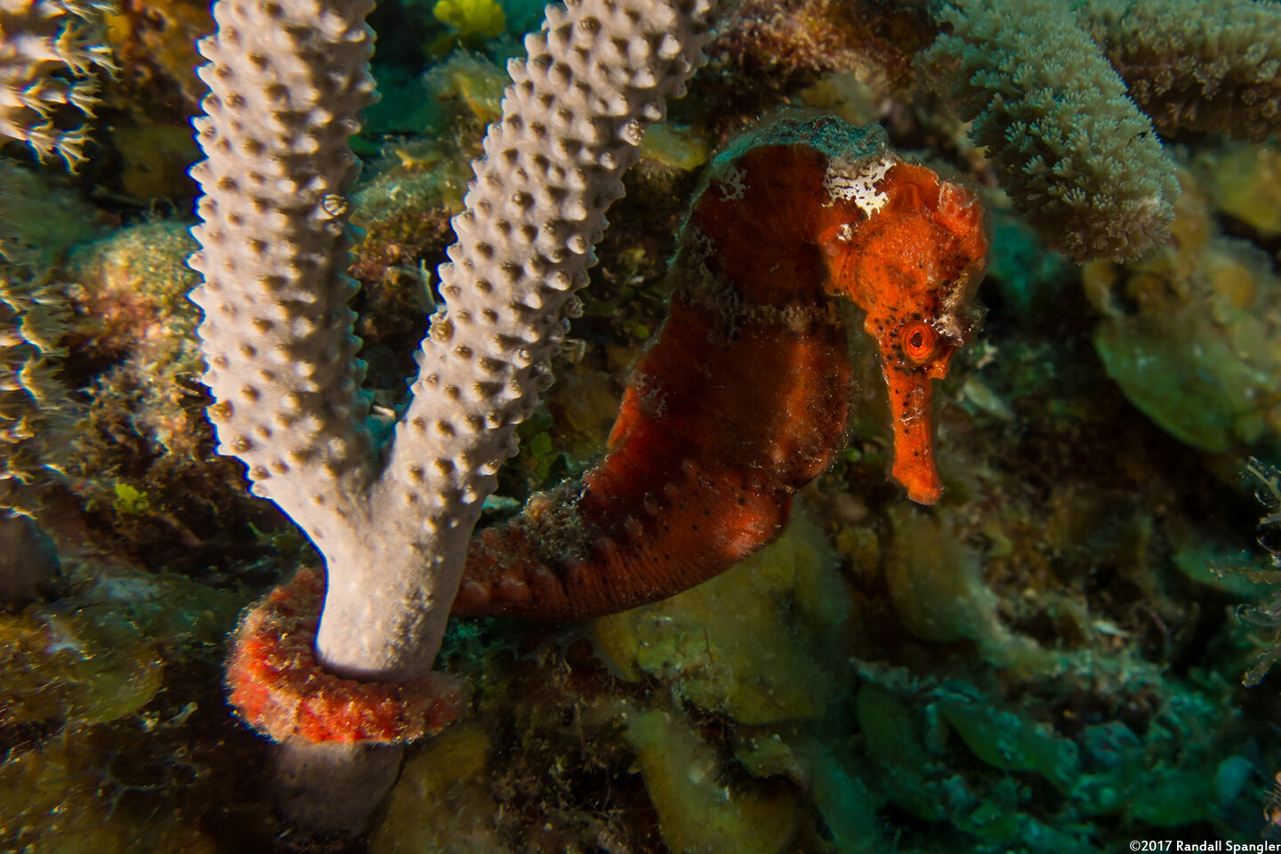 Hippocampus reidi (Longsnout Seahorse)