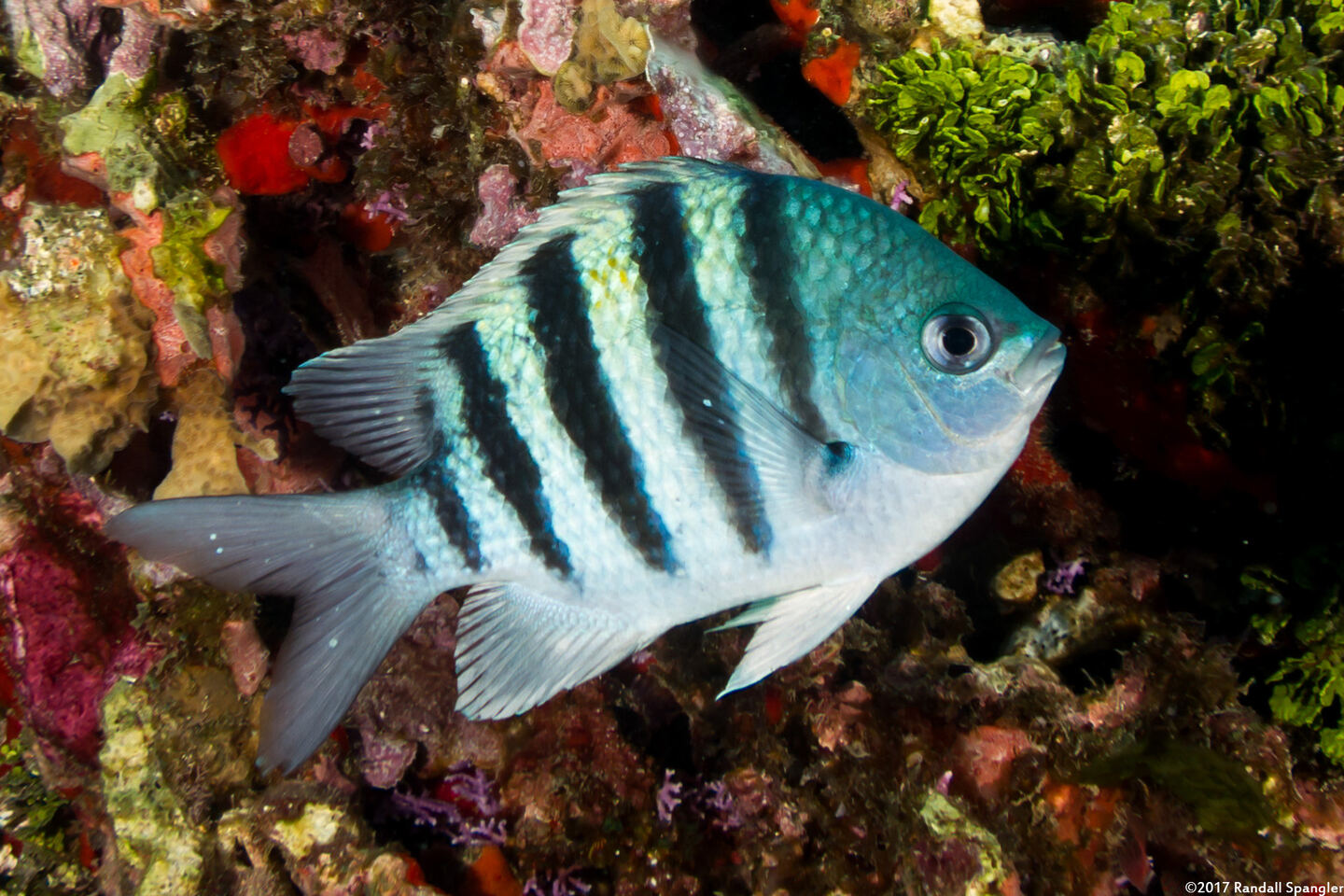 Abudefduf saxatilis (Sergeant Major)