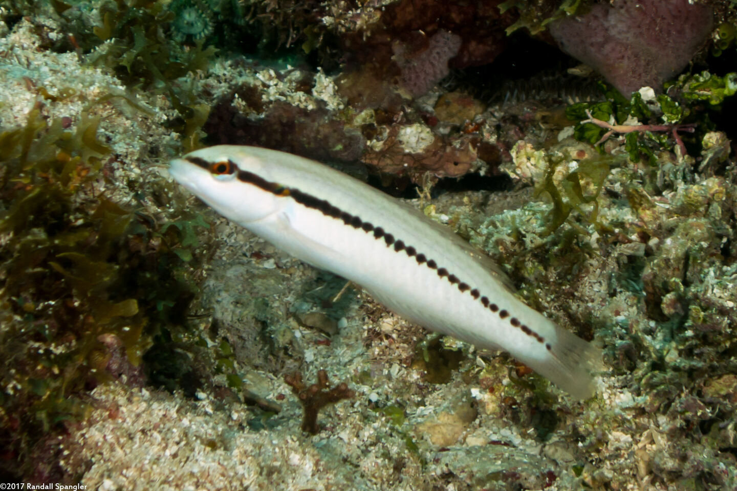 Halichoeres bivittatus (Slippery Dick)
