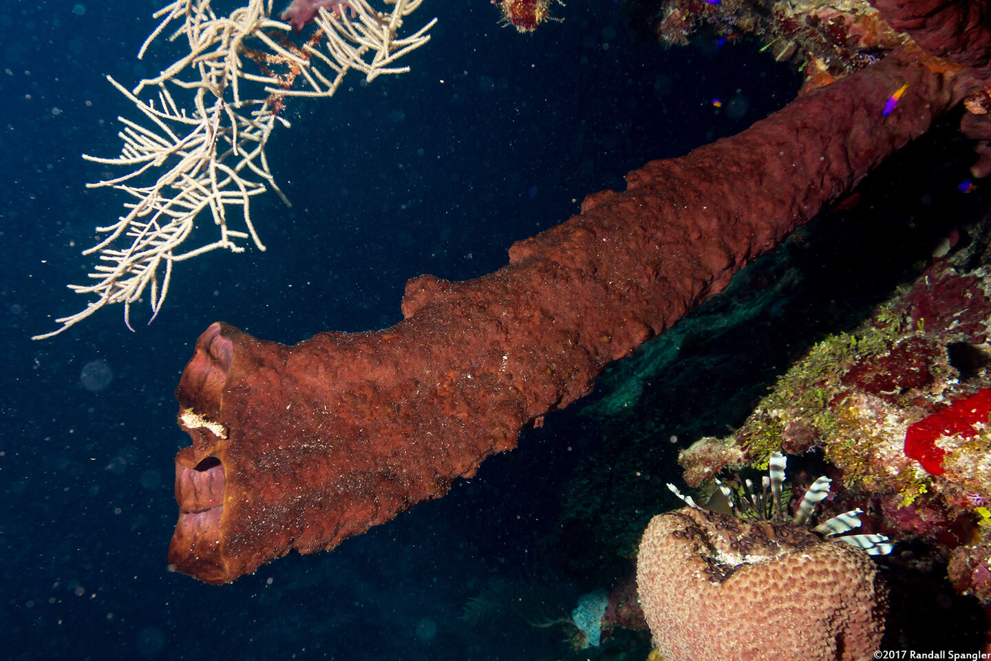 Neopetrosia rosariensis (Neopetrosia rosariensis)