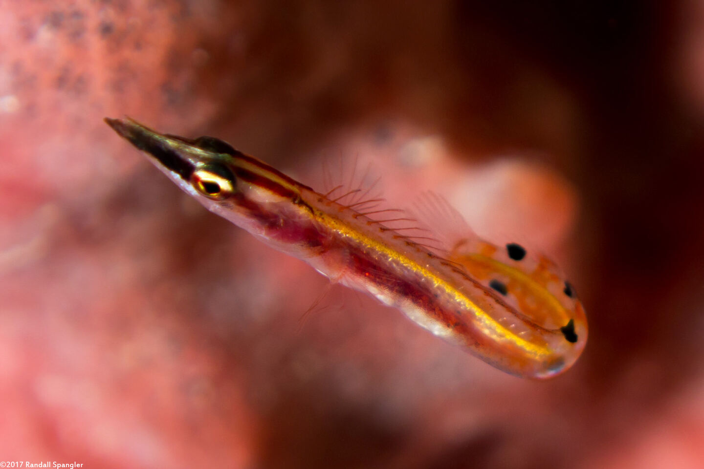 Lucayablennius zingaro (Arrow Blenny)