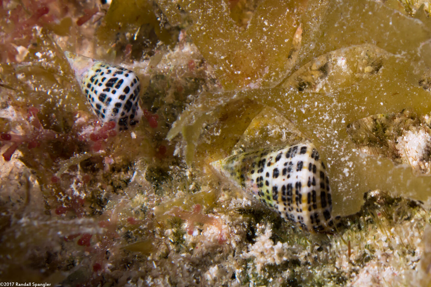 Cerithium litteratum (Stocky Cerith)